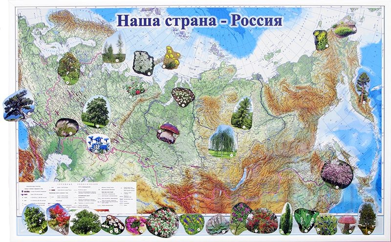 Набор магнитных карточек "Растения"