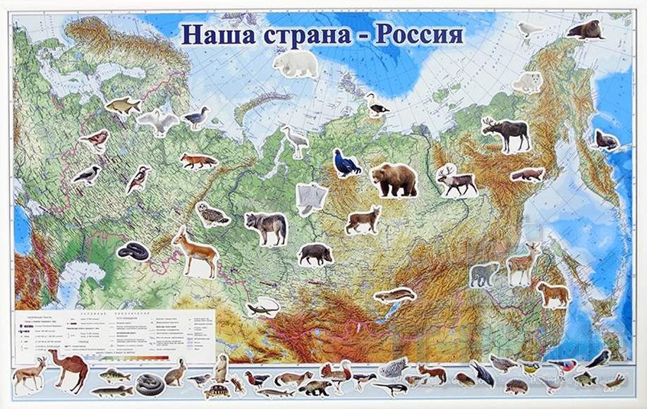 Набор магнитных карточек "Животные"