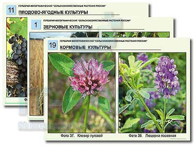 Гербарий фотографический "Сельскохозяйственные растения России"