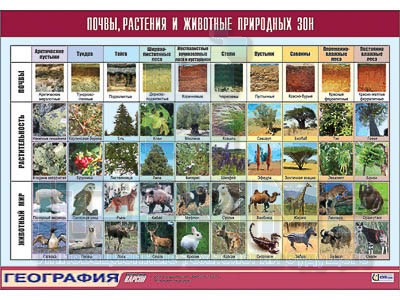 Таблица демонстрационная "Почвы, растения и животные природных зон" (винил 100x140)